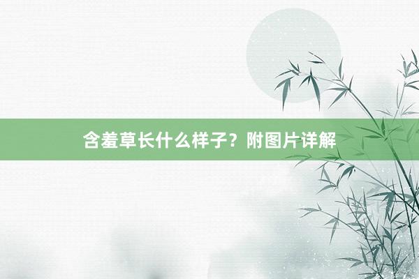 含羞草长什么样子？附图片详解